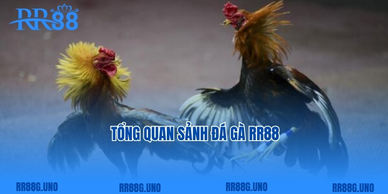 Tổng quan sảnh đá gà RR88 