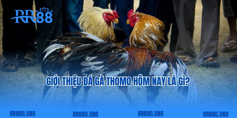 Giới thiệu đá gà Thomo hôm nay là gì?  