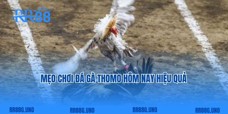 Mẹo chơi đá gà Thomo hôm nay hiệu quả  