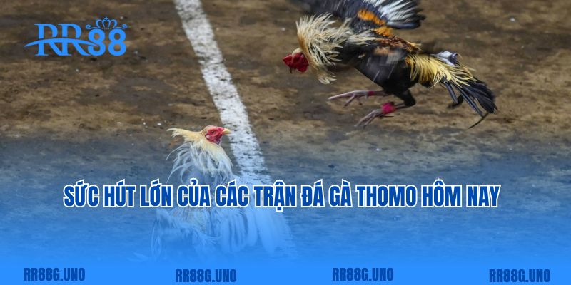 Sức hút lớn của các trận đá gà Thomo hôm nay   