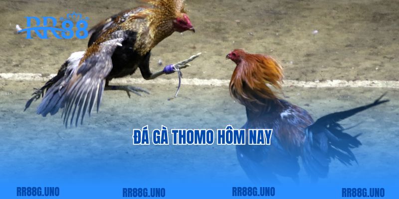 Đá Gà Thomo Hôm Nay- Sân Chơi Kịch Tính Của Các Chiến Kê